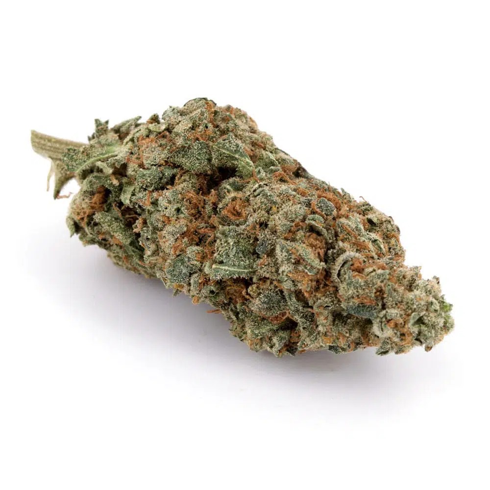 Moby Dick (AAA)